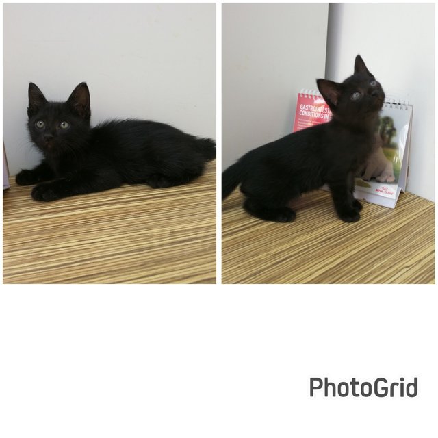 3 Kittens (Short-tail) - Domestic Short Hair Cat