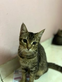 Brownie &amp; Mona - Domestic Short Hair Cat