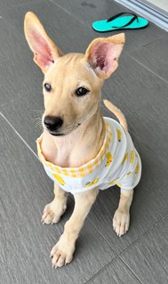 Little Marley (Labrador Yellow Fur) - Mixed Breed Dog