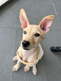 Little Marley (Labrador Yellow Fur) - Mixed Breed Dog