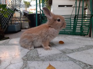 PF124713 - Bunny Rabbit Rabbit