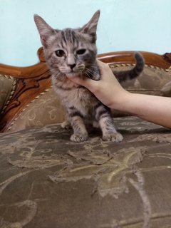 Cotton  - Domestic Short Hair + Persian Cat