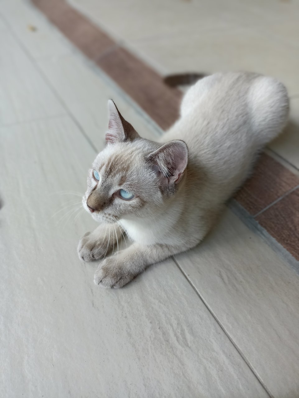 Tiny - Siamese + Domestic Short Hair Cat