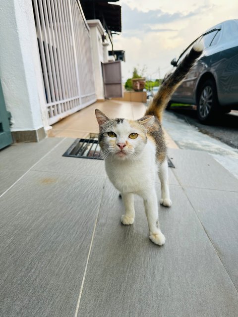 Boba  - Domestic Medium Hair Cat