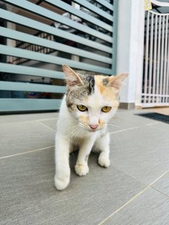 Boba  - Domestic Medium Hair Cat