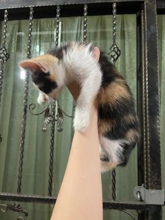 Little Calico Cat - Domestic Medium Hair + Domestic Short Hair Cat