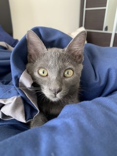 Pablo - Domestic Short Hair + British Shorthair Cat
