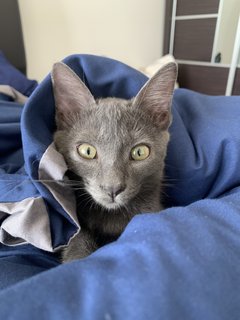 Pablo - Domestic Short Hair + British Shorthair Cat
