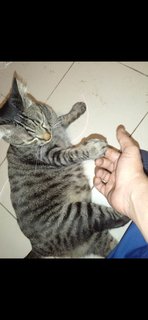 Johann - Bengal + Domestic Short Hair Cat