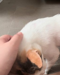 Bagel - Domestic Medium Hair + Calico Cat