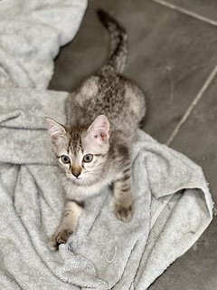 Mini - Domestic Medium Hair Cat