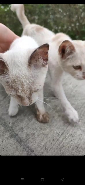 Mia &amp; Miu - Domestic Short Hair Cat