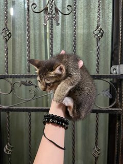 Little Tabby Cat - Domestic Short Hair + Domestic Medium Hair Cat