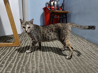 Mimi - Domestic Short Hair + Tabby Cat