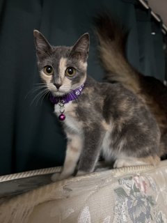 Jenny - Domestic Medium Hair Cat