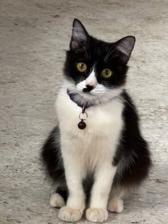 Ketot - Domestic Medium Hair Cat