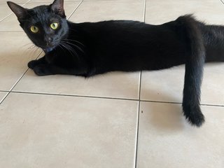 Oli - Domestic Short Hair Cat