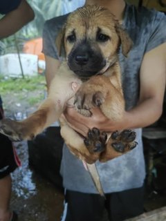 Cutie Cutie And Friends - Mixed Breed Dog