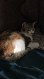 Po And Dipsy - Domestic Short Hair Cat