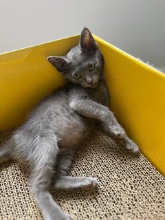 Ash - Domestic Short Hair Cat