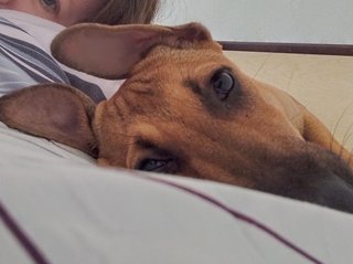 Precious Penny  - Mixed Breed Dog