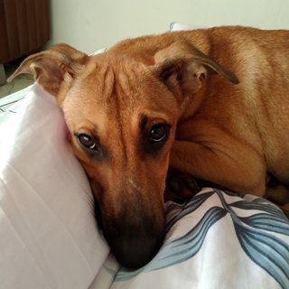 Precious Penny  - Mixed Breed Dog