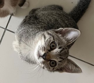Oscar - Tabby + Domestic Medium Hair Cat
