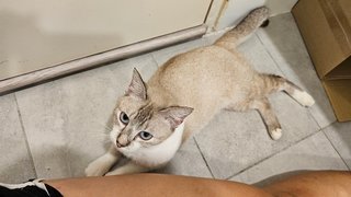 Latte Girl - Domestic Short Hair + Burmilla Cat