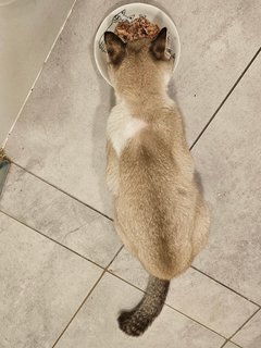 Latte Girl - Domestic Short Hair + Burmilla Cat