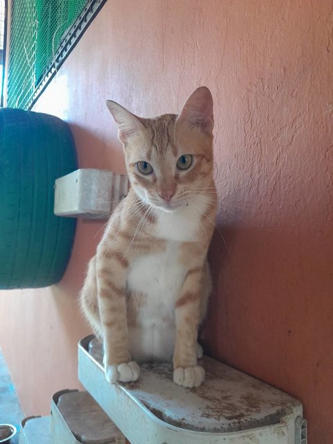 Hugo - Domestic Short Hair Cat