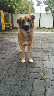 Gemuk Aka Fatty - Mixed Breed Dog