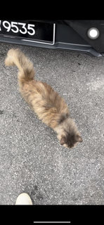 Bobby - Persian Cat