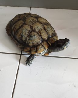 Turtle - Turtle Reptile