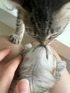 Ziggy + Meeko - Domestic Short Hair Cat