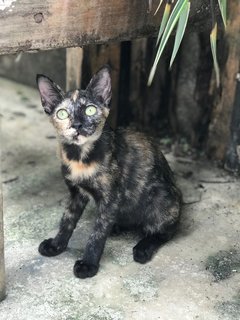 Suzie - Domestic Short Hair + Tortoiseshell Cat
