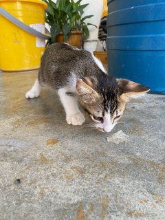 Betty - Domestic Short Hair Cat