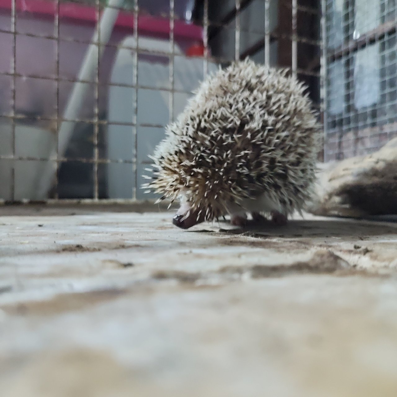 PF125341 - Hedgehog Small & Furry