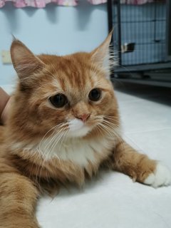 Oyen - Persian Cat