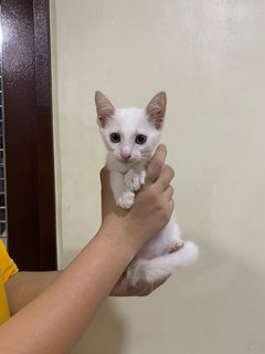 Xiao Bai - Domestic Short Hair Cat