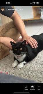 Sukiyaki - Domestic Short Hair Cat