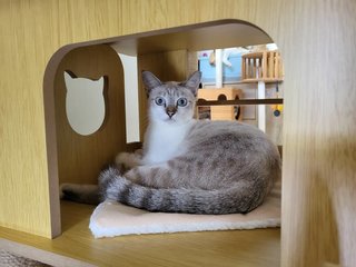 Cat-kimi - Domestic Short Hair Cat