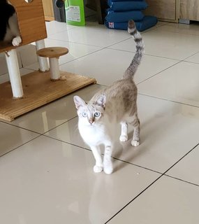 Cat-kimi - Domestic Short Hair Cat
