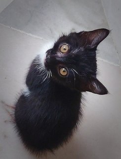 Mochi (Male) &amp; Mony (Female )  - Domestic Medium Hair Cat