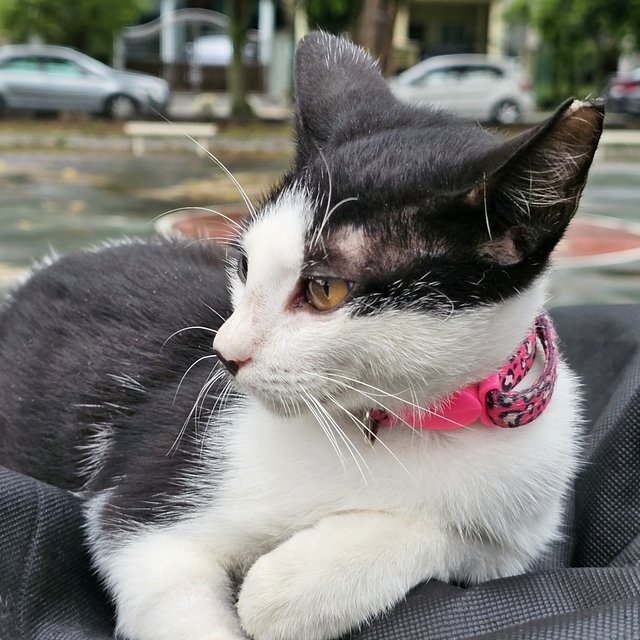 Princess Coco - Domestic Short Hair Cat