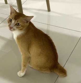 Jubao橘宝 - Domestic Short Hair Cat