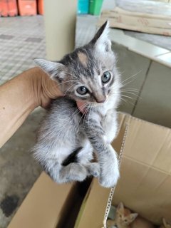 Cutie Kittens - Domestic Short Hair Cat