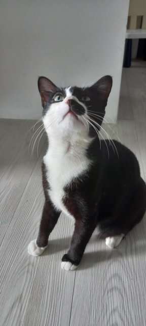 Muffin - Domestic Medium Hair Cat
