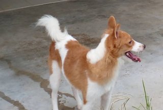Frisco Ben - Mixed Breed Dog