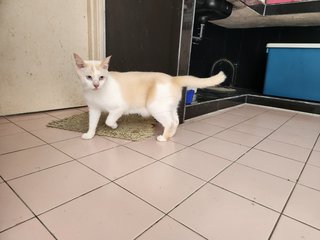 Pupu - Domestic Short Hair Cat