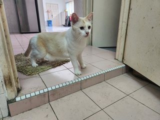 Pupu - Domestic Short Hair Cat